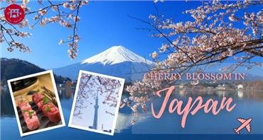 Tour 6 Ngày 5 Đêm Mùa Hoa Anh Đào Nhật Bản 2023: Osaka - Kyoto - Tokyo